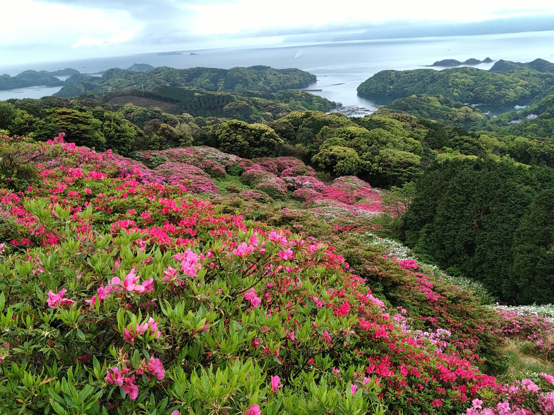 長串山つつじまつり情報 西海国立 長串山公園